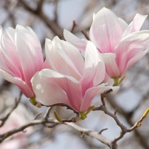 Magnolia × soulangeana Lilliputian, Lilliputian Saucer Magnolia, Lilliputian Tulip Magnolia, Lilliputian Chinese Magnolia, White magnolia, Pink magnolia, Winter flowers, Spring flowers, White flowers, Pink flowers, fragrant flowers
