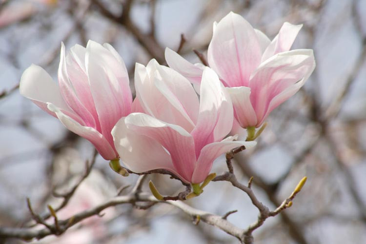 Magnolia × soulangeana Lilliputian, Lilliputian Saucer Magnolia, Lilliputian Tulip Magnolia, Lilliputian Chinese Magnolia, White magnolia, Pink magnolia, Winter flowers, Spring flowers, White flowers, Pink flowers, fragrant flowers