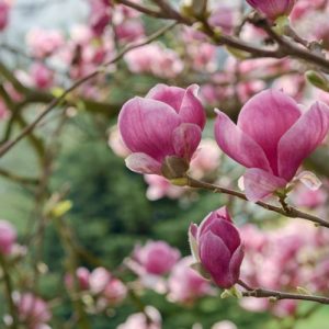 Magnolia × soulangeana Rustica Rubra, Rustica Rubra Saucer Magnolia, Rustica Rubra Tulip Magnolia, Rustica Rubra Chinese Magnolia, Red magnolia, Pink magnolia, Winter flowers, Spring flowers, Red flowers, Pink flowers, fragrant flowers