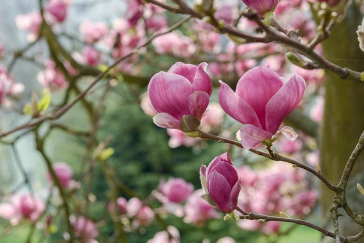 Magnolia × soulangeana Rustica Rubra, Rustica Rubra Saucer Magnolia, Rustica Rubra Tulip Magnolia, Rustica Rubra Chinese Magnolia, Red magnolia, Pink magnolia, Winter flowers, Spring flowers, Red flowers, Pink flowers, fragrant flowers