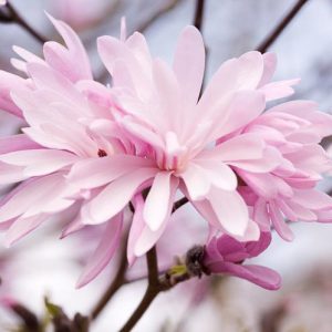 Magnolia stellata 'Jane Platt', Star Magnolia, Star Magnolia 'Jane Platt' , White magnolia, Winter flowers, Spring flowers, White flowers, fragrant trees, fragrant flowers