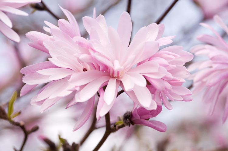 Magnolia stellata 'Jane Platt', Star Magnolia, Star Magnolia 'Jane Platt' , White magnolia, Winter flowers, Spring flowers, White flowers, fragrant trees, fragrant flowers