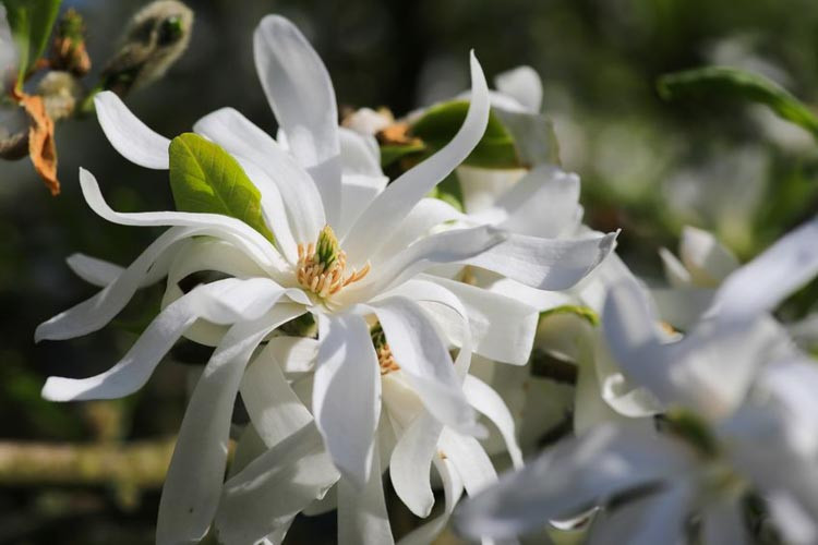 Magnolia stellata 'Royal Star', Star Magnolia, Star Magnolia 'Royal Star' , White magnolia, Winter flowers, Spring flowers, White flowers, fragrant trees, fragrant flowers