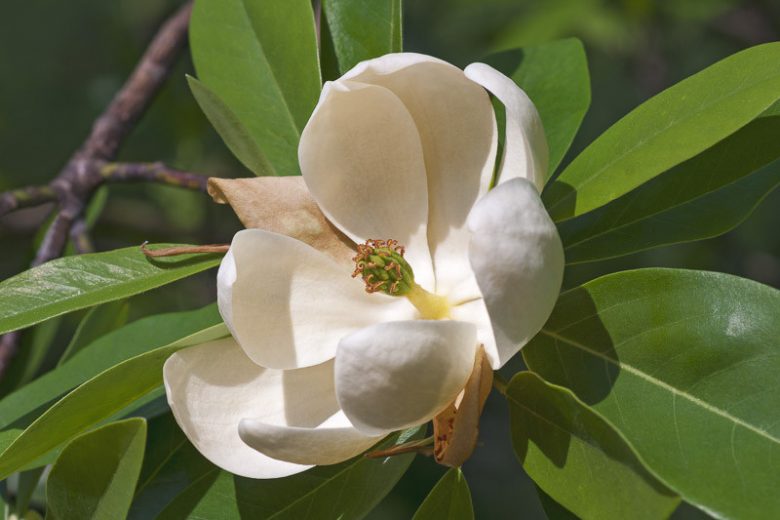 Sweetbay Magnolia, Magnolia virginiana, Sweetbay, Magnolia Flower