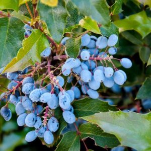 Oregon Grape Holly, Oregon Grape, Hollyleaved Barberry, Tall Oregon Grape, Hollyleaf Barberry