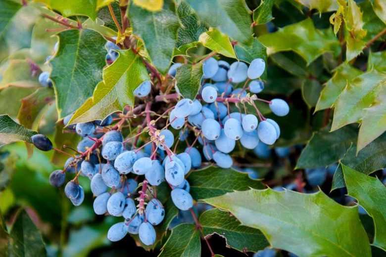 Oregon Grape Holly, Oregon Grape, Hollyleaved Barberry, Tall Oregon Grape, Hollyleaf Barberry