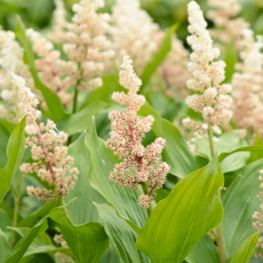 Maianthemum Racemosum, False Spikenard, American Spikenard, Smilacina Racemosa, Solomon's Zigzag, Treacleberry, Wild Spikenard, False Solomon's Seal, Fat Solomon, Western Solomon's Seal