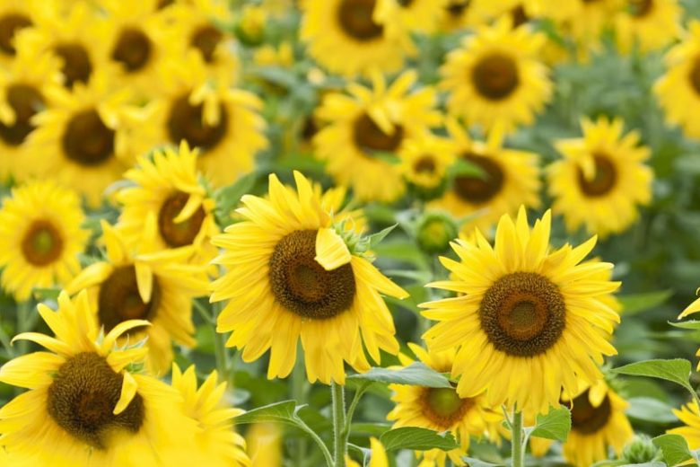 Sunflower Types, Annual Sunflowers, Perennial Sunflowers, Helianthus annuus, Helianthus salicifolius, Helianthus maximiliani, Helianthus occidentalis
