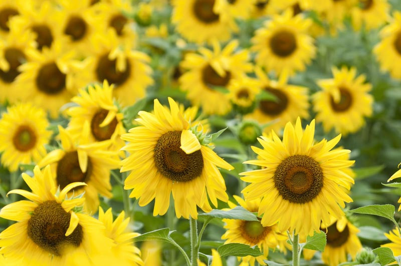 Sunflower Types, Annual Sunflowers, Perennial Sunflowers, Helianthus annuus, Helianthus salicifolius, Helianthus maximiliani, Helianthus occidentalis