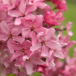 Malus 'Adams', Crabapple 'Adams', Crab Apple 'Adams', Fragrant Tree, Red fruit, red berries, Winter fruits, Pink flowers,