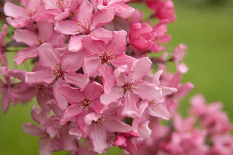 Malus 'Adams', Crabapple 'Adams', Crab Apple 'Adams', Fragrant Tree, Red fruit, red berries, Winter fruits, Pink flowers,