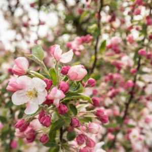 Malus 'Adirondack', Crabapple 'Adirondack', Crab Apple 'Adirondack', Malus Admiration, Malus 'Admiration', Fragrant Tree, Red fruit, red berries, Winter fruits