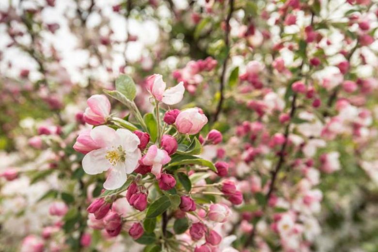 Malus 'Adirondack', Crabapple 'Adirondack', Crab Apple 'Adirondack', Malus Admiration, Malus 'Admiration', Fragrant Tree, Red fruit, red berries, Winter fruits
