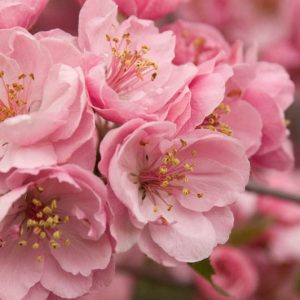 Malus 'Brandywine', Crabapple 'Brandywine', Crab Apple 'Brandywine', Fragrant Tree, Red fruit, red berries, Winter fruits, Pink flowers,Malus 'Branzam'