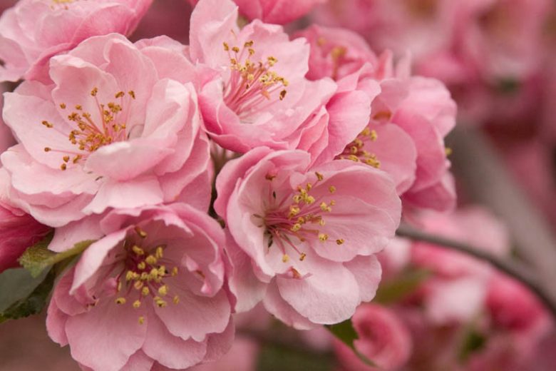 Malus 'Brandywine', Crabapple 'Brandywine', Crab Apple 'Brandywine', Fragrant Tree, Red fruit, red berries, Winter fruits, Pink flowers,Malus 'Branzam'