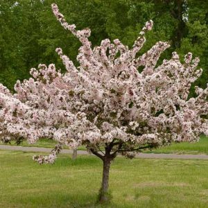 Malus 'Camelot', Crabapple 'Camelot', Crab Apple 'Camelot', Fragrant Tree, Red fruit, red berries, Winter fruits, Pink flowers, White flowers, Malus 'Camzam'