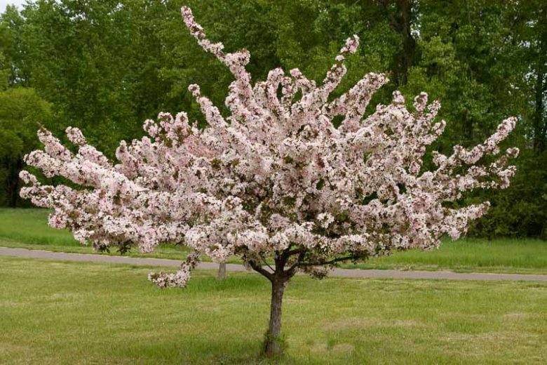 Malus 'Camelot', Crabapple 'Camelot', Crab Apple 'Camelot', Fragrant Tree, Red fruit, red berries, Winter fruits, Pink flowers, White flowers, Malus 'Camzam'