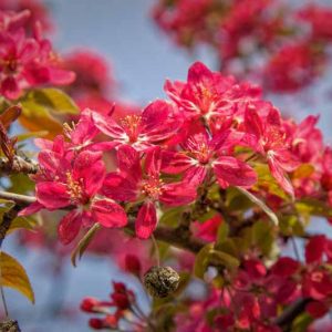 Malus 'Centurion', Crabapple 'Centurion', Crab Apple 'Centurion', Fragrant Tree, Red fruit, red berries, Winter fruits, Red flowers, Pink Flowers
