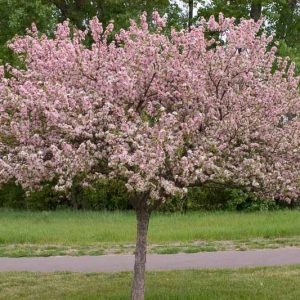 Malus 'Coralburst', Crabapple 'Coralburst', Crab Apple 'Coralburst', Fragrant Tree, Red fruit, red berries, Winter fruits, Pink flowers,Malus 'Coralcole'