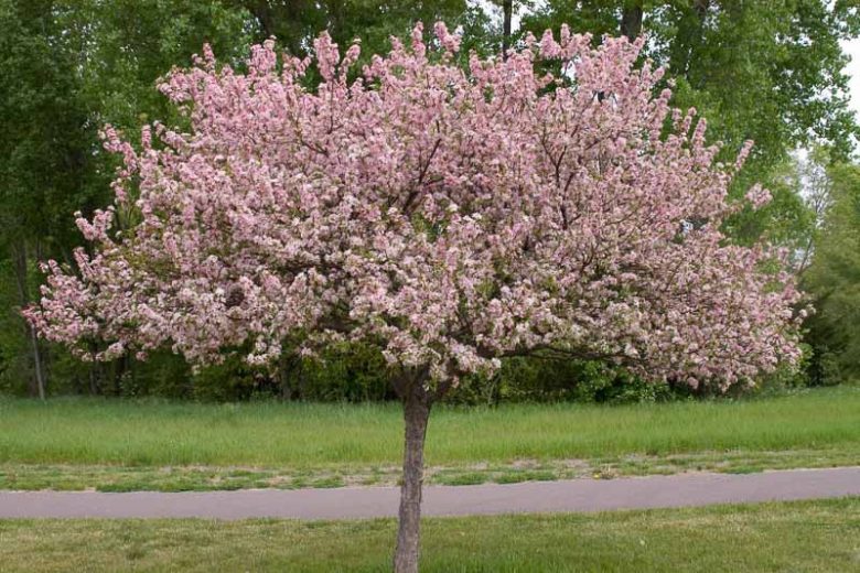 Malus 'Coralburst', Crabapple 'Coralburst', Crab Apple 'Coralburst', Fragrant Tree, Red fruit, red berries, Winter fruits, Pink flowers,Malus 'Coralcole'