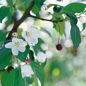 Malus 'Donald Wyman', Crabapple 'Donald Wyman', Crab Apple 'Donald Wyman', Fragrant Tree, Red fruit, red berries, Winter fruits, White flowers