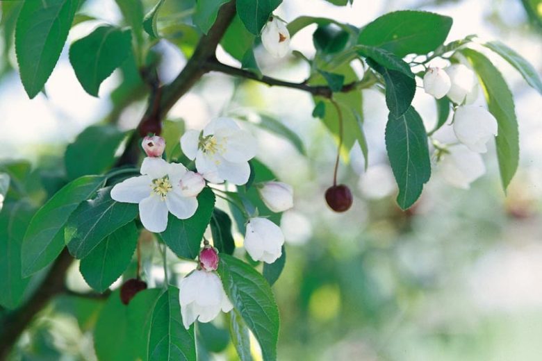 Malus 'Donald Wyman', Crabapple 'Donald Wyman', Crab Apple 'Donald Wyman', Fragrant Tree, Red fruit, red berries, Winter fruits, White flowers