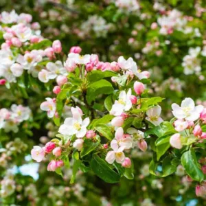 Malus 'Evereste', Crabapple 'Evereste', Crab Apple 'Evereste', Malus Perpetu, Malus 'Perpetu', Fragrant Tree, Red fruit, red berries, Winter fruits