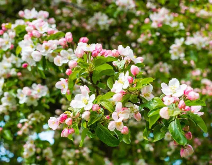 Malus 'Evereste', Crabapple 'Evereste', Crab Apple 'Evereste', Malus Perpetu, Malus 'Perpetu', Fragrant Tree, Red fruit, red berries, Winter fruits