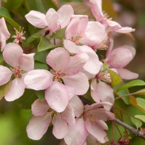 Malus 'Indian Magic', Crabapple 'Indian Magic', Crab Apple 'Indian Magic', Fragrant Tree, Red fruit, red berries, Winter fruits, Pink flowers,