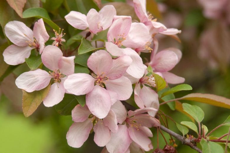 Malus 'Indian Magic', Crabapple 'Indian Magic', Crab Apple 'Indian Magic', Fragrant Tree, Red fruit, red berries, Winter fruits, Pink flowers,