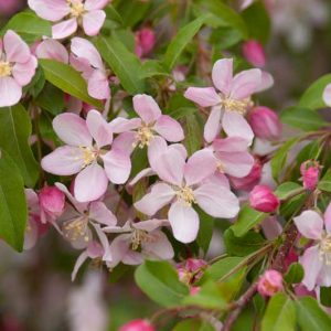 Malus 'Louisa', Crabapple 'Louisa', Crab Apple 'Louisa', Fragrant Tree, Red fruit, red berries, Winter fruits, Pink flowers,