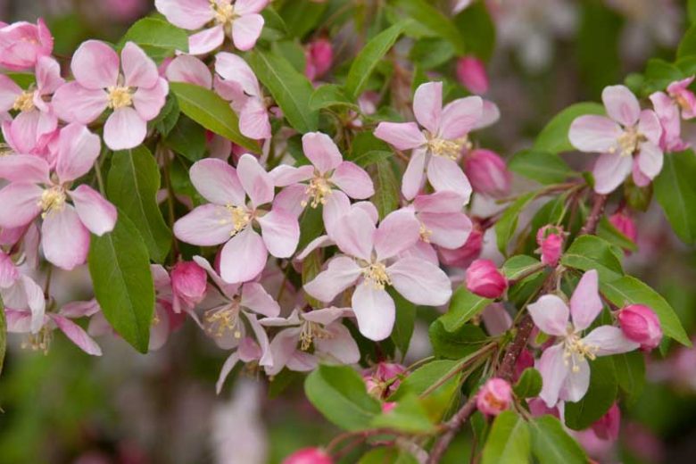 Malus 'Louisa', Crabapple 'Louisa', Crab Apple 'Louisa', Fragrant Tree, Red fruit, red berries, Winter fruits, Pink flowers,
