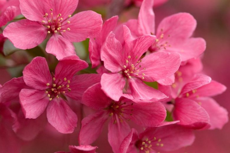 Malus 'Prairifire', Crabapple 'Prairifire', Crab Apple 'Prairifire', Fragrant Tree, Red fruit, red berries, Winter fruits, Pink flowers,