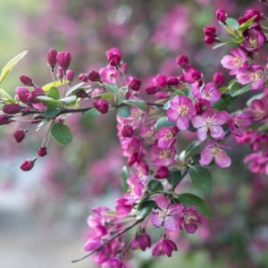 Malus 'Purple Prince', Crabapple 'Purple Prince', Crab Apple 'Purple Prince, Fragrant Tree, Red fruit, red berries, Winter fruits, Purple flowers,