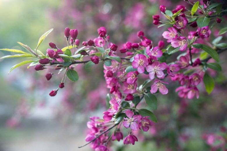 Malus 'Purple Prince', Crabapple 'Purple Prince', Crab Apple 'Purple Prince, Fragrant Tree, Red fruit, red berries, Winter fruits, Purple flowers,