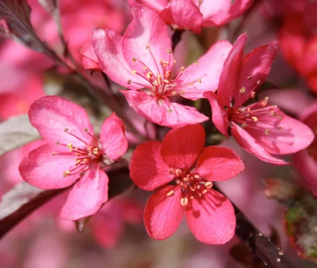 Malus 'Royal Raindrops', Crabapple 'Royal Raindrops', Crab Apple 'Royal Raindrops', Fragrant Tree, Red fruit, red berries, Winter fruits, Pink flowers,