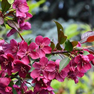 Malus Royalty', Crabapple 'Royalty', Crab Apple 'Royalty', Fragrant Tree, Red fruit, red berries, Winter fruits, Red flowers, Pink Flowers