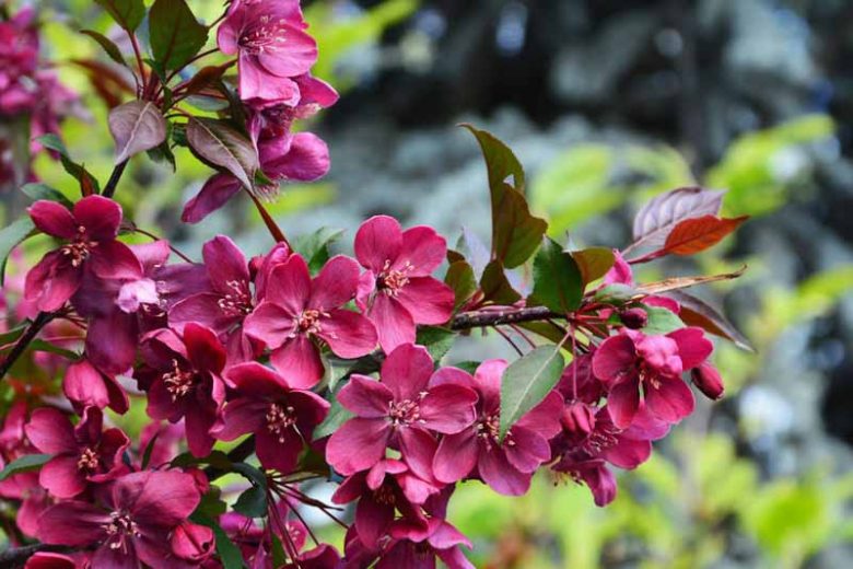 Malus Royalty', Crabapple 'Royalty', Crab Apple 'Royalty', Fragrant Tree, Red fruit, red berries, Winter fruits, Red flowers, Pink Flowers