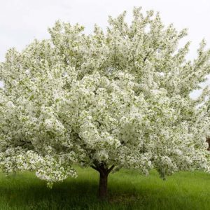 Malus 'Snowdrift', Crabapple 'Snowdrift', Crab Apple 'Snowdrift', Fragrant Tree, Red fruit, red berries, Winter fruits, White flowers,