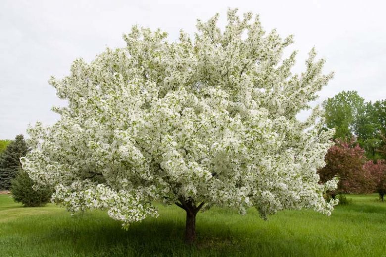 Malus 'Snowdrift', Crabapple 'Snowdrift', Crab Apple 'Snowdrift', Fragrant Tree, Red fruit, red berries, Winter fruits, White flowers,