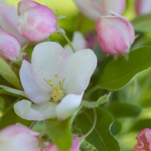 Malus 'Sugar Tyme', Crabapple 'Sugar Tyme', Crab Apple 'Sugar Tyme', Fragrant Tree, Yellow fruit, Yellow berries, Winter fruits, White flowers,