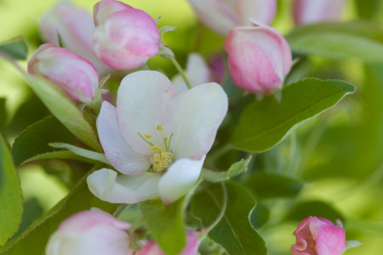 Malus 'Sugar Tyme', Crabapple 'Sugar Tyme', Crab Apple 'Sugar Tyme', Fragrant Tree, Yellow fruit, Yellow berries, Winter fruits, White flowers,