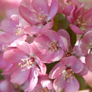 Malus 'Thunderchild', Crabapple 'Thunderchild', Crab Apple 'Thunderchild', Fragrant Tree, Red fruit, red berries, Winter fruits, Pink flowers,