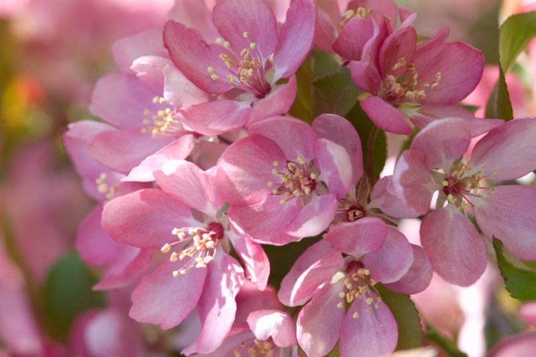 Malus 'Thunderchild', Crabapple 'Thunderchild', Crab Apple 'Thunderchild', Fragrant Tree, Red fruit, red berries, Winter fruits, Pink flowers,