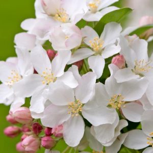 Malus 'White Angel', Crabapple 'White Angel', Crab Apple 'White Angel', Malue 'Inglis, Fragrant Tree, Red fruit, red berries, Winter fruits, White flowers,