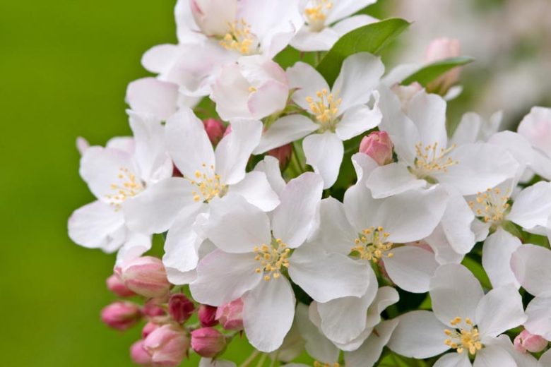 Malus 'White Angel', Crabapple 'White Angel', Crab Apple 'White Angel', Malue 'Inglis, Fragrant Tree, Red fruit, red berries, Winter fruits, White flowers,