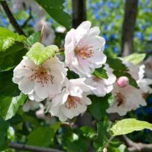 Malus coronaria var. dasycalyx 'Charlottae', American Crabapple 'Charlottae', American Crab Apple 'Charlottae', Malus coronaria 'Charlottae', Fragrant Tree, Red fruit, red berries, Winter fruits, White flowers, Pink Flowers