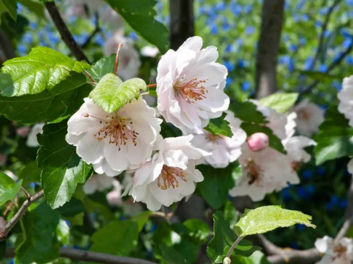 Malus coronaria var. dasycalyx 'Charlottae', American Crabapple 'Charlottae', American Crab Apple 'Charlottae', Malus coronaria 'Charlottae', Fragrant Tree, Red fruit, red berries, Winter fruits, White flowers, Pink Flowers