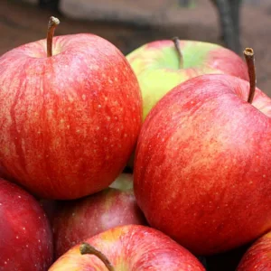 Malus domestica 'Cameo', Apple 'Cameo', Cameo Apple, Malus 'Cameo', Red Apple, White flowers,