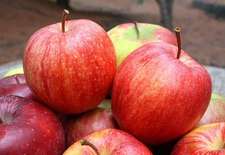 Malus domestica 'Cameo', Apple 'Cameo', Cameo Apple, Malus 'Cameo', Red Apple, White flowers,